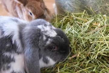 choisir meilleur foin pour lapin