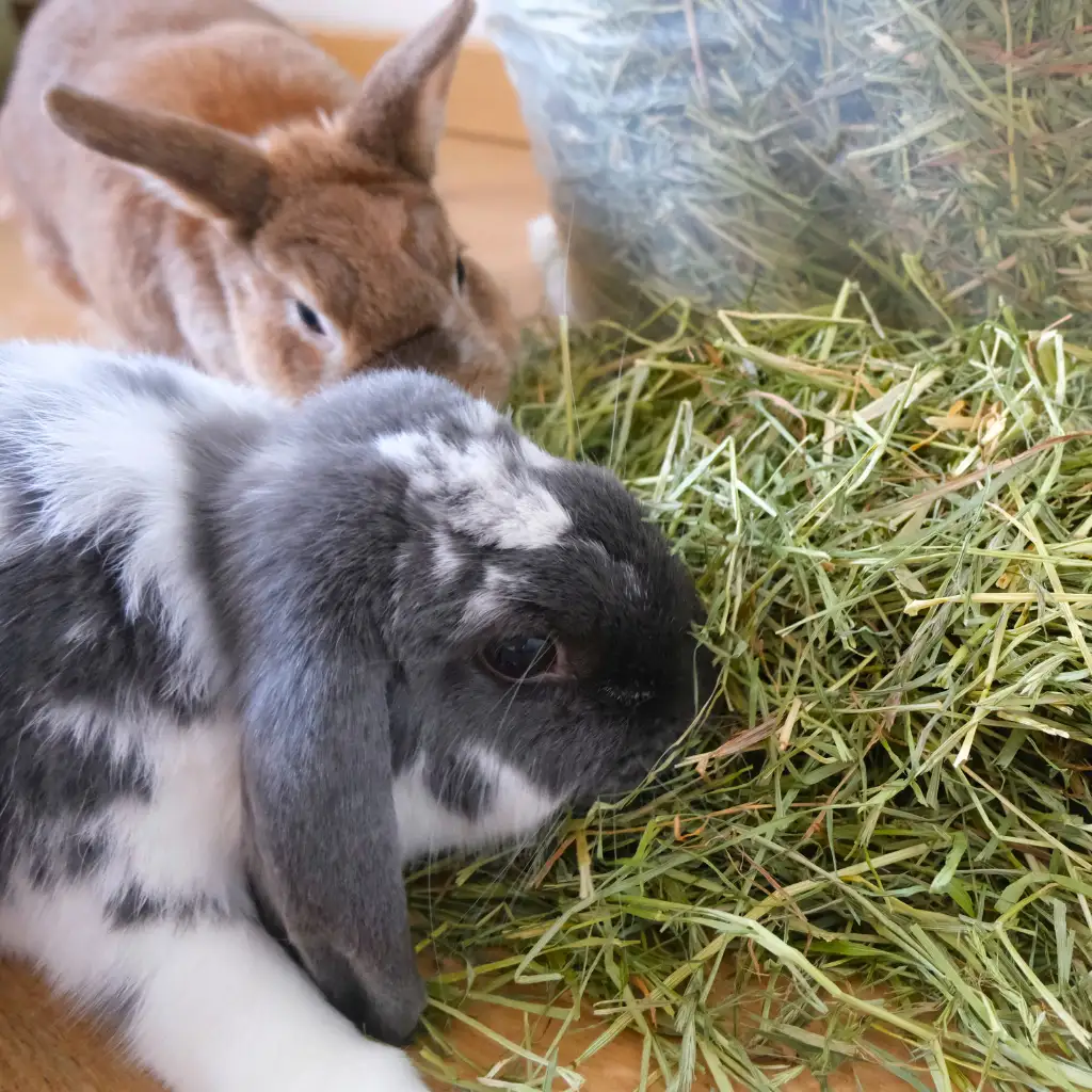 choisir meilleur foin pour lapin