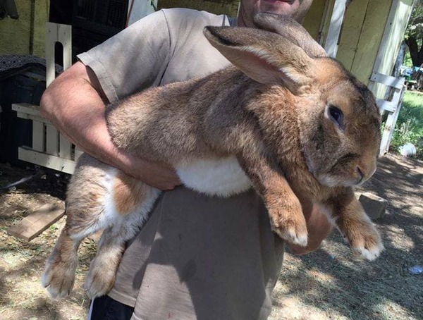 Tout Savoir Sur Le Lapin Le Meilleur Pour Mon Lapin Tout Savoir Sur Le Lapin Le Meilleur Pour Mon Lapin