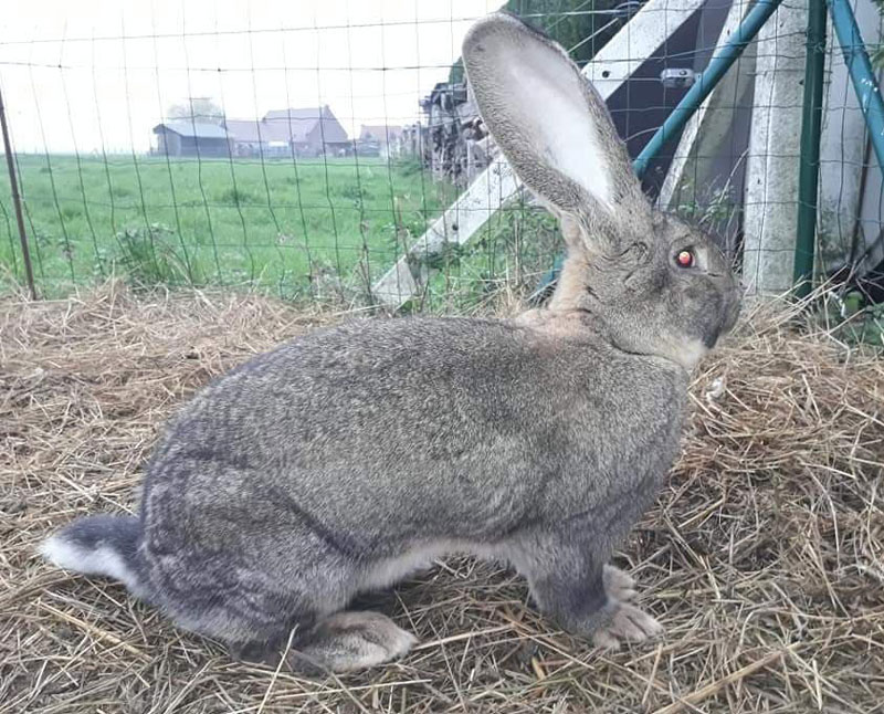 Lapin geant des flandres, le guide complet Le meilleur pour mon Lapin