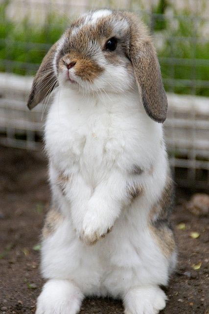 Lapin Extra Nain Belier Combien P se Un Lapin ITZNS