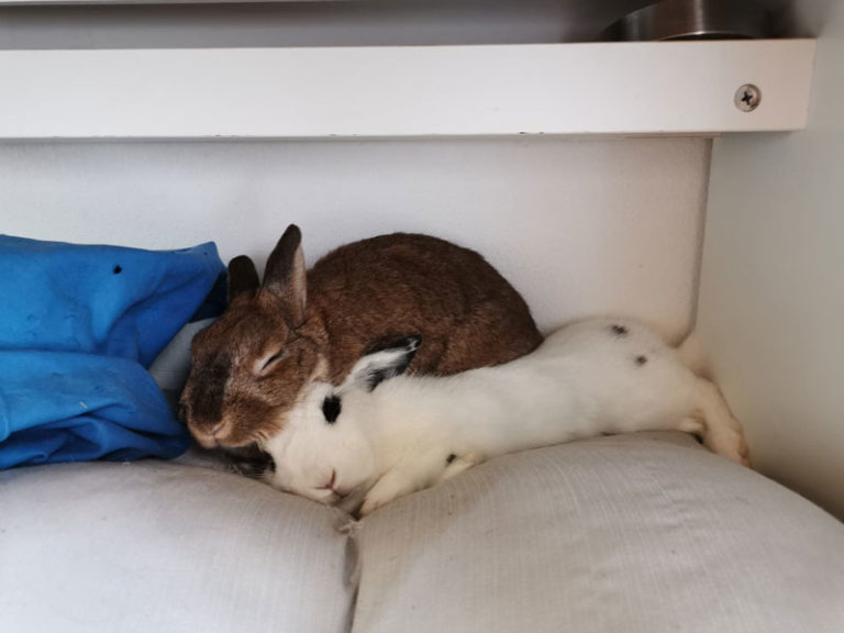 Conseils Castration lapin, stérilisation lapine Le meilleur pour mon Lapin