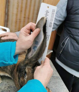 mesurer taille oreille lapin géant