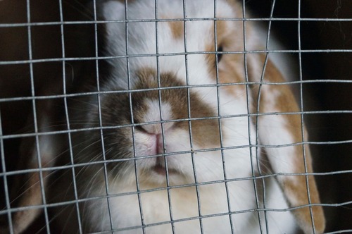 cage à lapin stéréotype avis