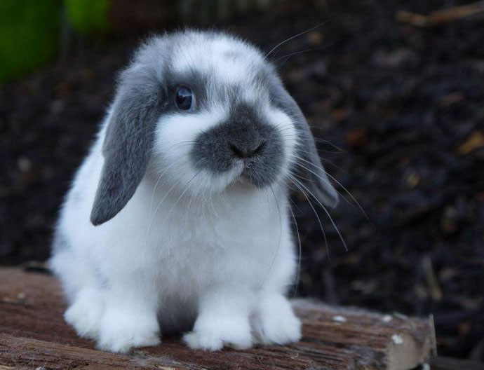Mini Lapin Lop Pleine Grandeur