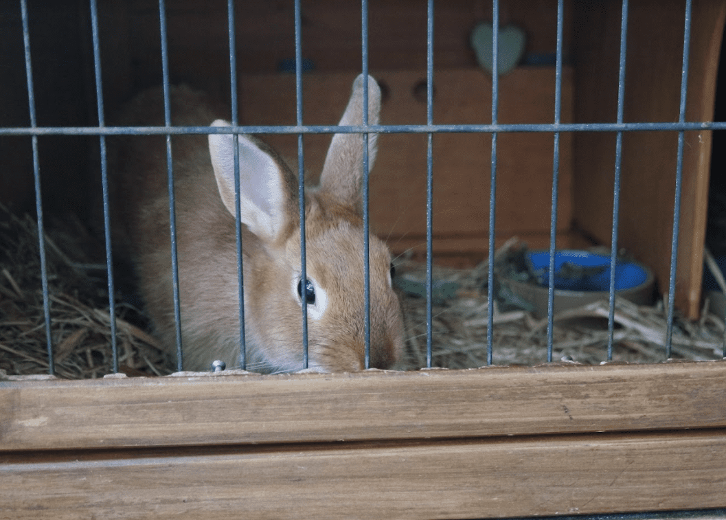 Cage lapin : Conseils pour bien la choisir - Le meilleur pour mon Lapin