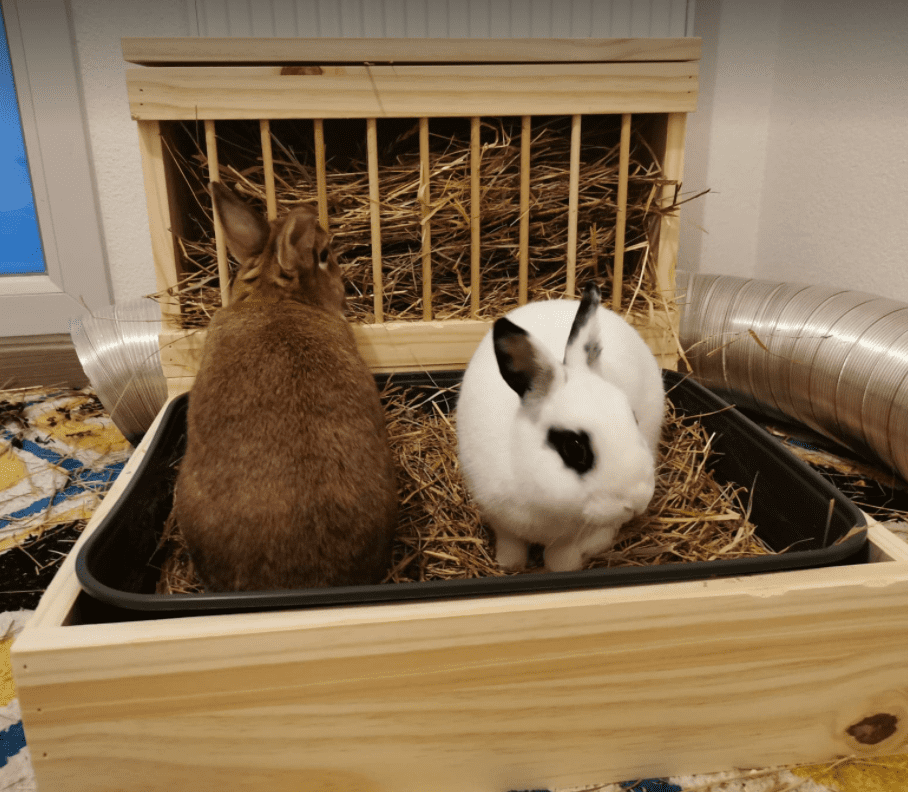 bac litière pour 2 lapins