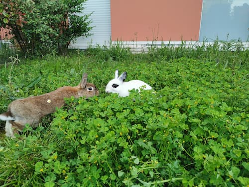 faire cohabiter deux lapins