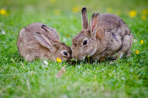 Langage et comportement du lapin