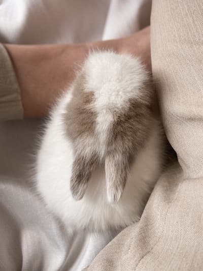 Lapereau - bébé lapin