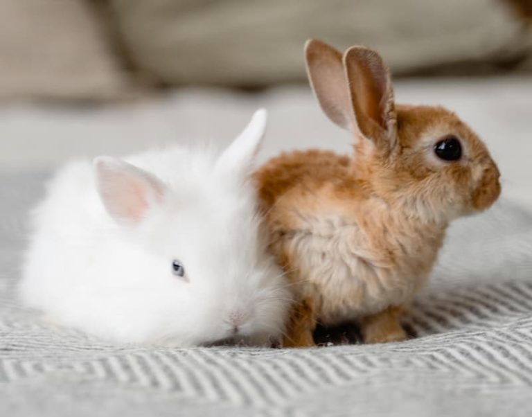 Le guide complet sur le lapin nain Le meilleur pour mon Lapin