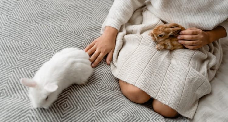 Conseils pour adopter un lapin