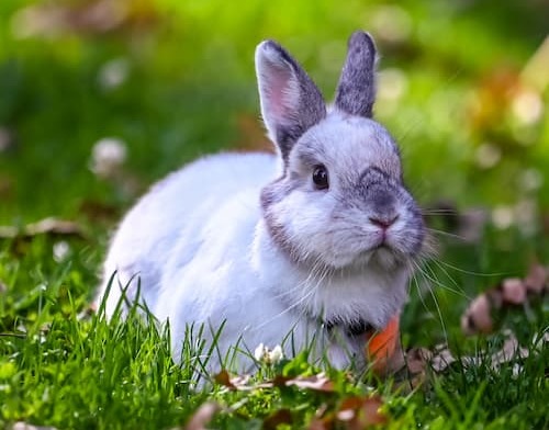 adopter un lapin recommandations