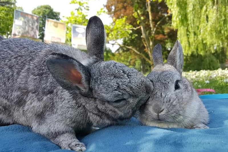couple lapins nains chinchilla