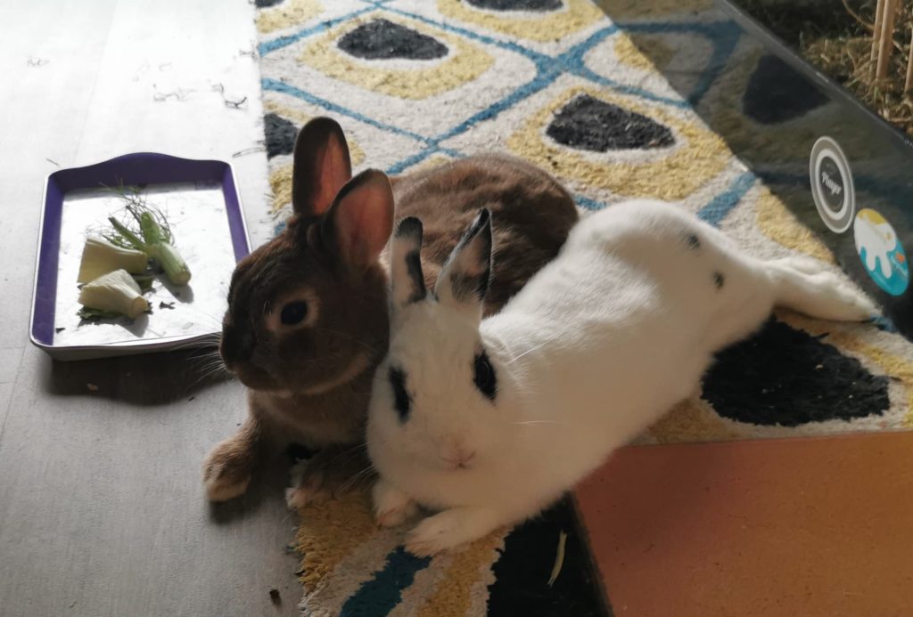 deux lapins nains heureux