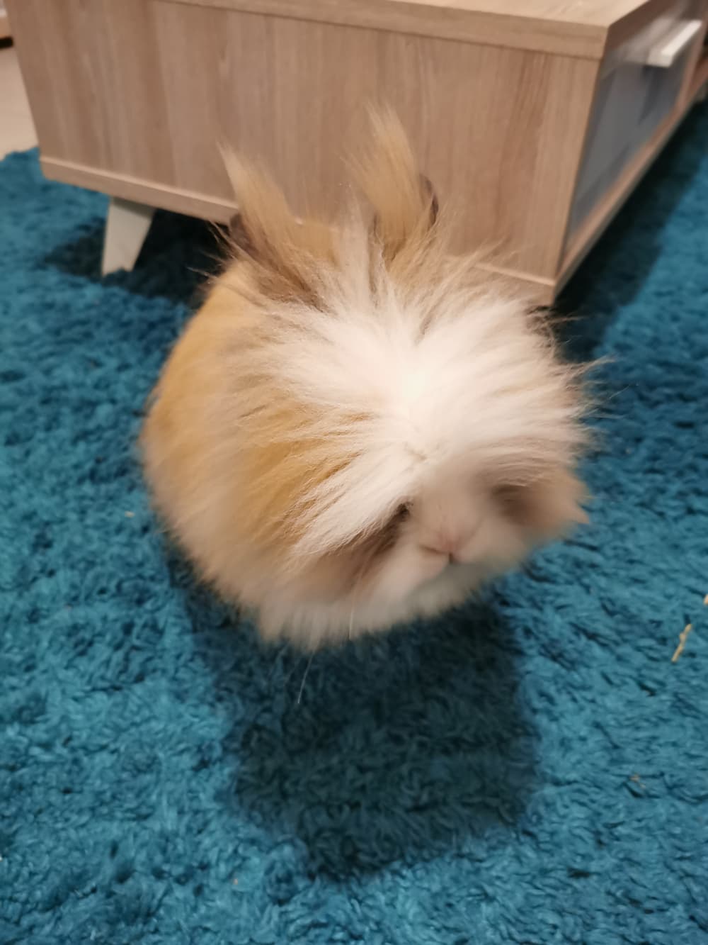 Comment rafraichir un lapin pendant l'été ? - Le meilleur pour mon Lapin