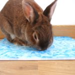 tapis rafraichissant pour lapin et lapin nain