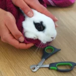 comment bien couper les griffes lapin