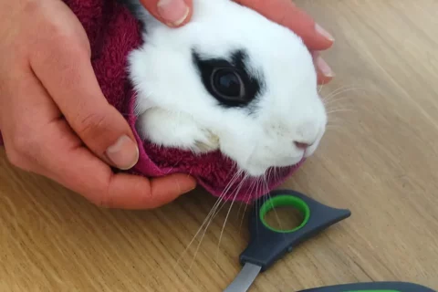 comment bien couper les griffes lapin