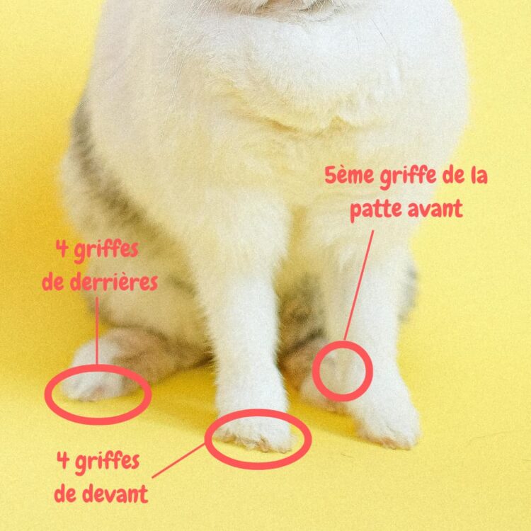 Comment couper les griffes d
