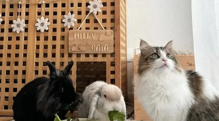Cohabitation entre chat et lapin