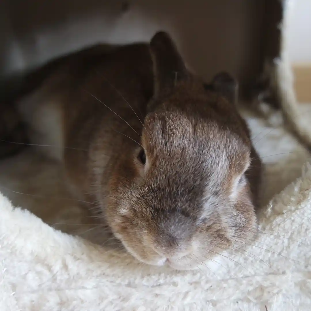 6 signes que ton lapin doit aller en urgence chez le vétérinaire