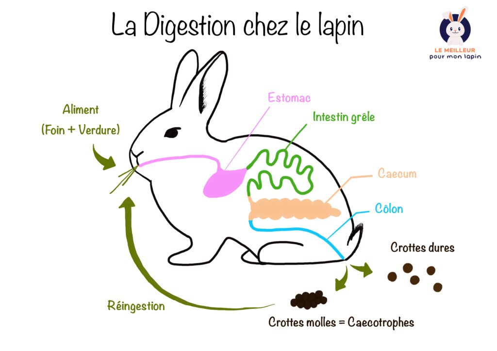 Schéma explicatif du processus de digestion chez le lapin