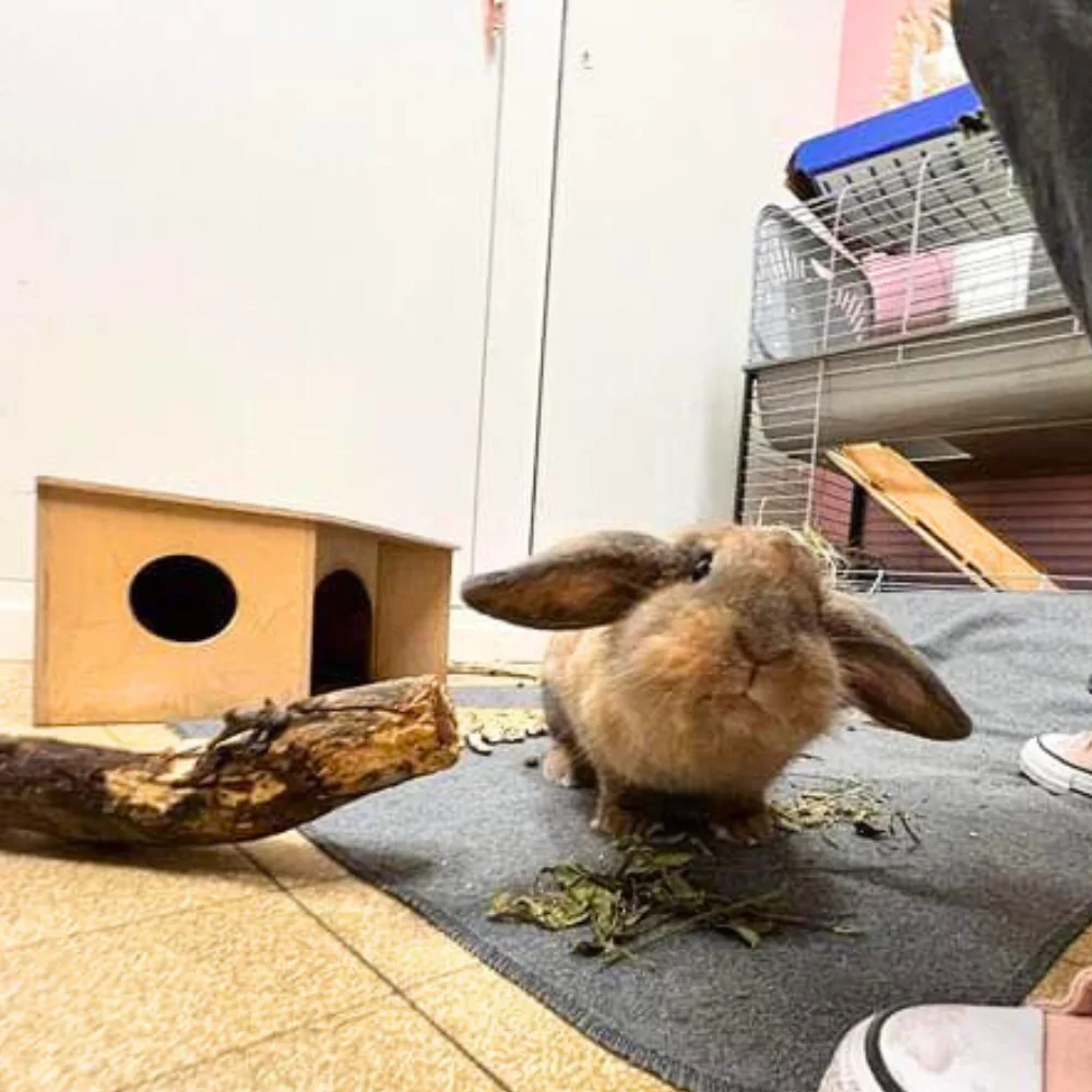 comment soigner un lapin qui a la tête penchée