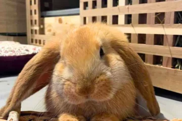 lapin encéphalotozoonose avec tête penchée