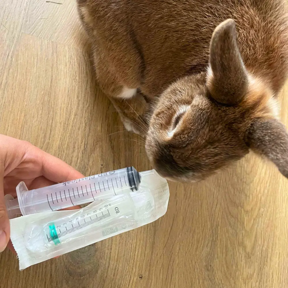 lapin avec syndrome vestibulaire conseils