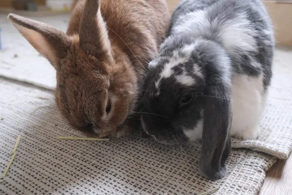 lapin mange pas ses crottes