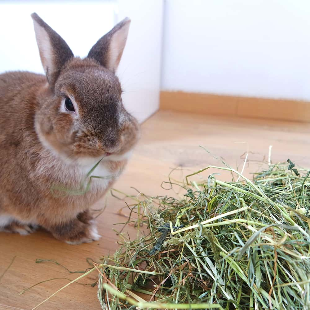 foin d'occitanie pour lapin