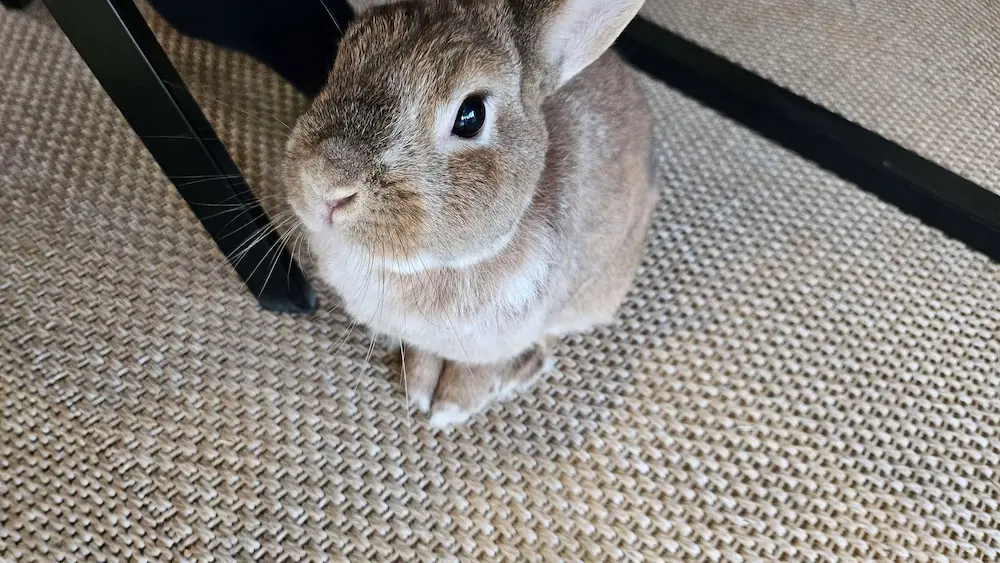 Contrainte d'avoir un lapin à la maison