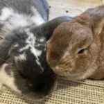 un lapin nain et un lapin bélier