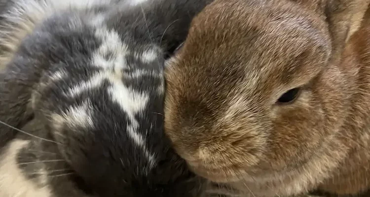 un lapin nain et un lapin bélier