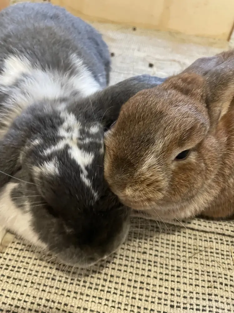 un lapin nain et un lapin bélier