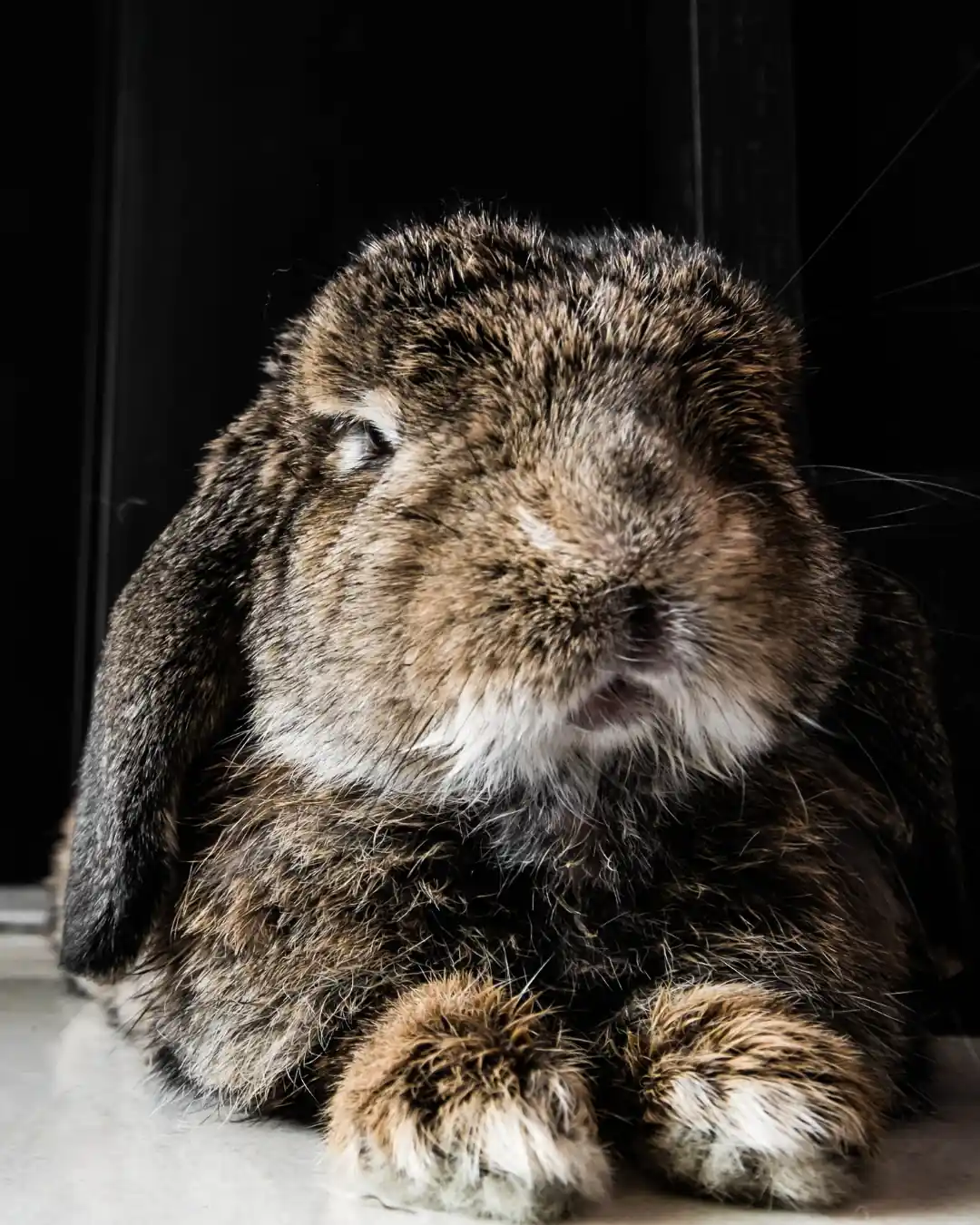 vieux lapin conseils