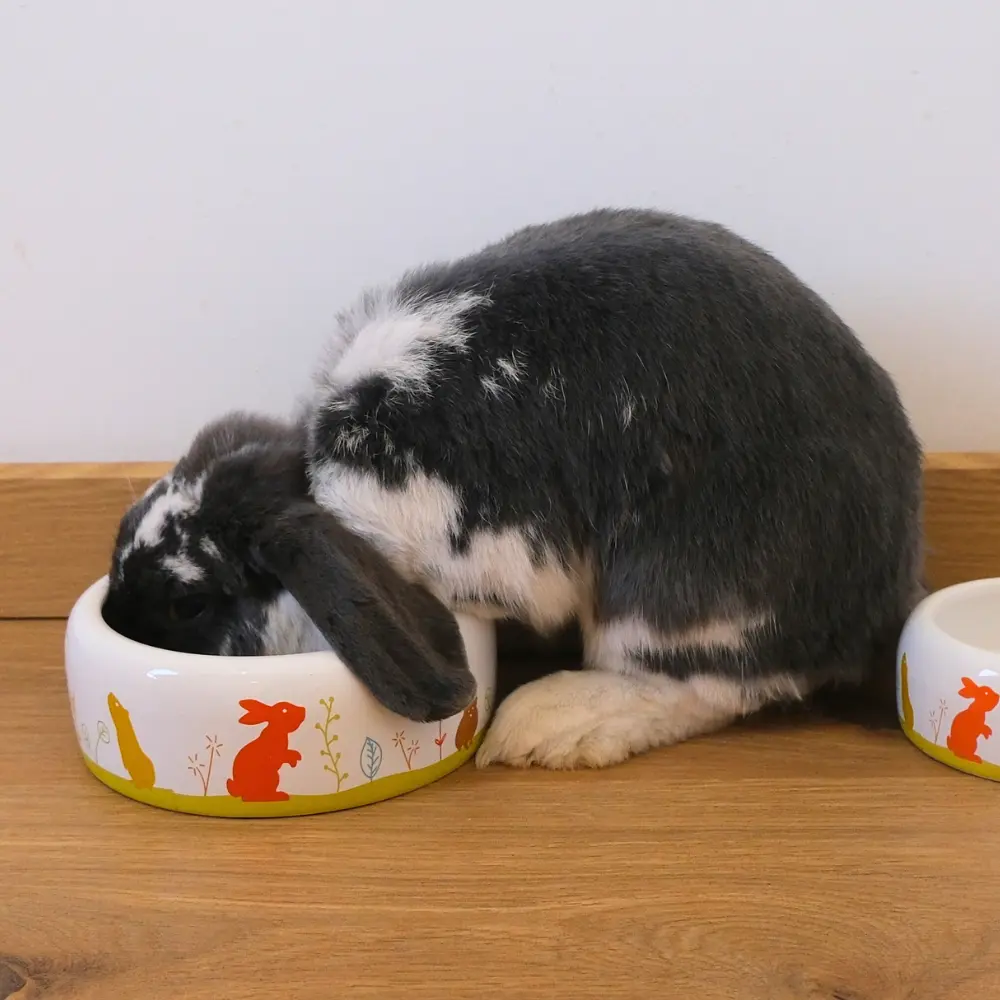 Lapin qui boit couleur urine
