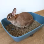 lapin qui a des difficultés à uriner