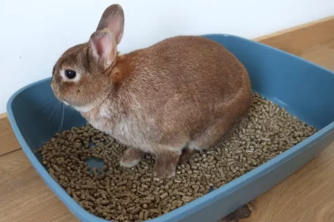 lapin qui a des difficultés à uriner