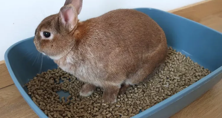 lapin qui a des difficultés à uriner