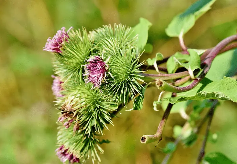plante-bardane-toxique-lapin