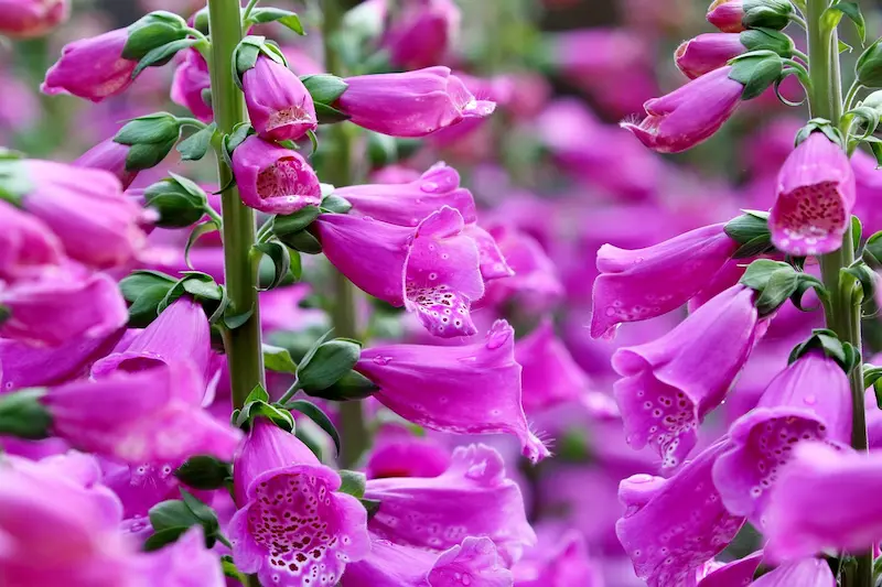 plante-digitale-toxique-lapin