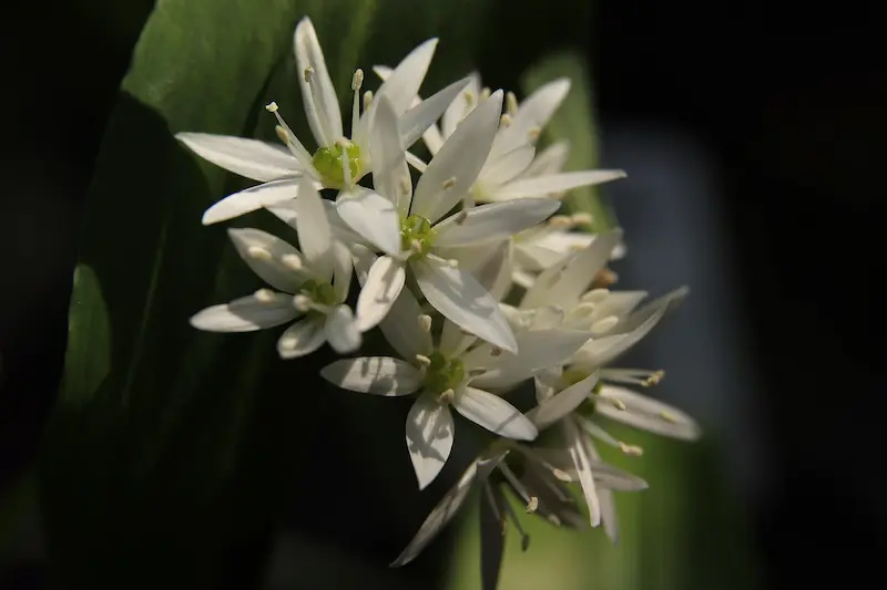 plante-ail-toxique-lapin