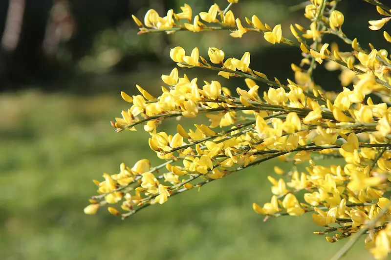 plante-genêt-toxique-lapin