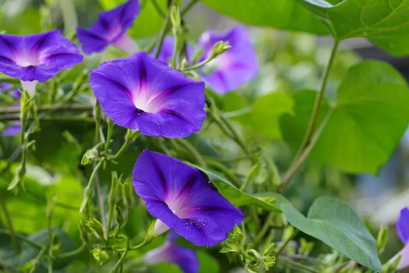 plante-ipomée-toxique-lapin