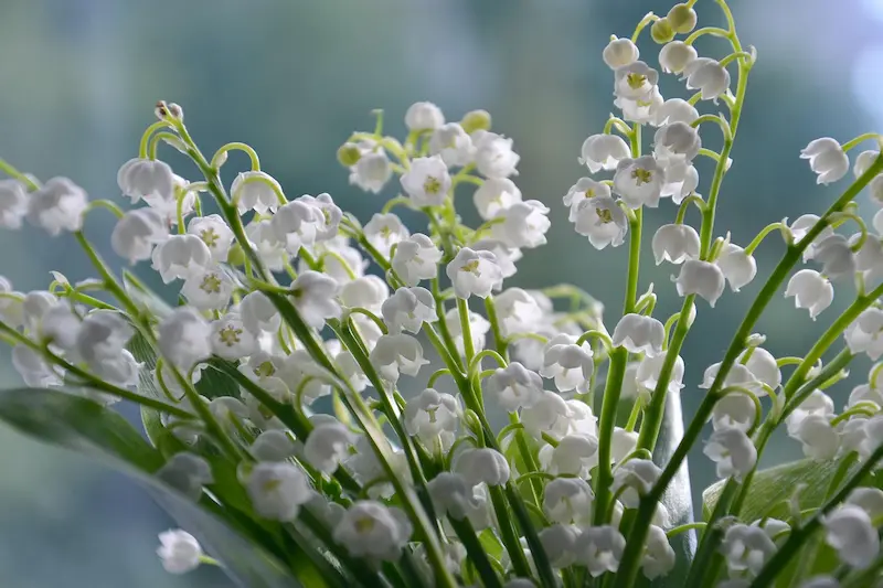 plante-muguet-toxique-lapin