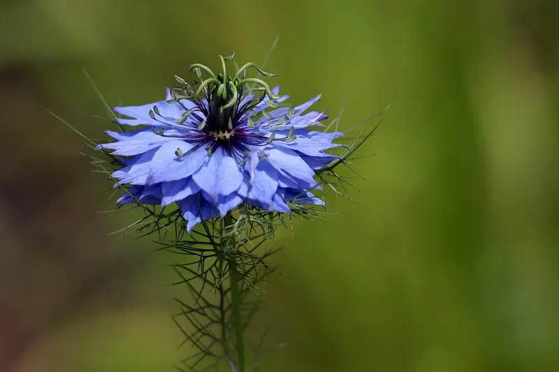 plante-nigelle-toxique-lapin