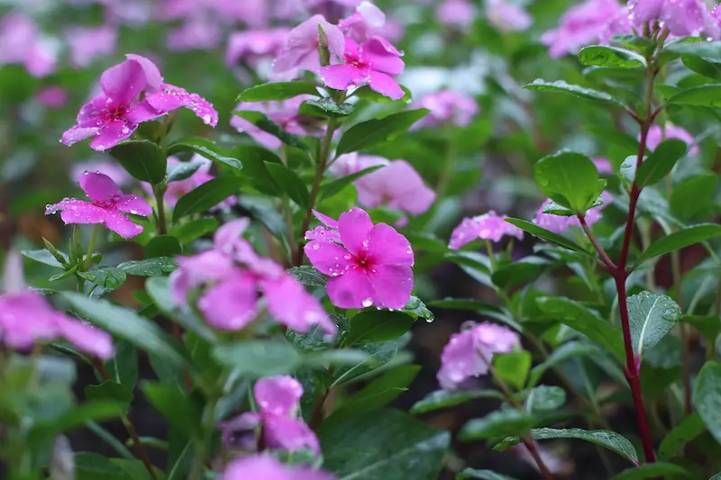 plante-pervenche-toxique-lapin