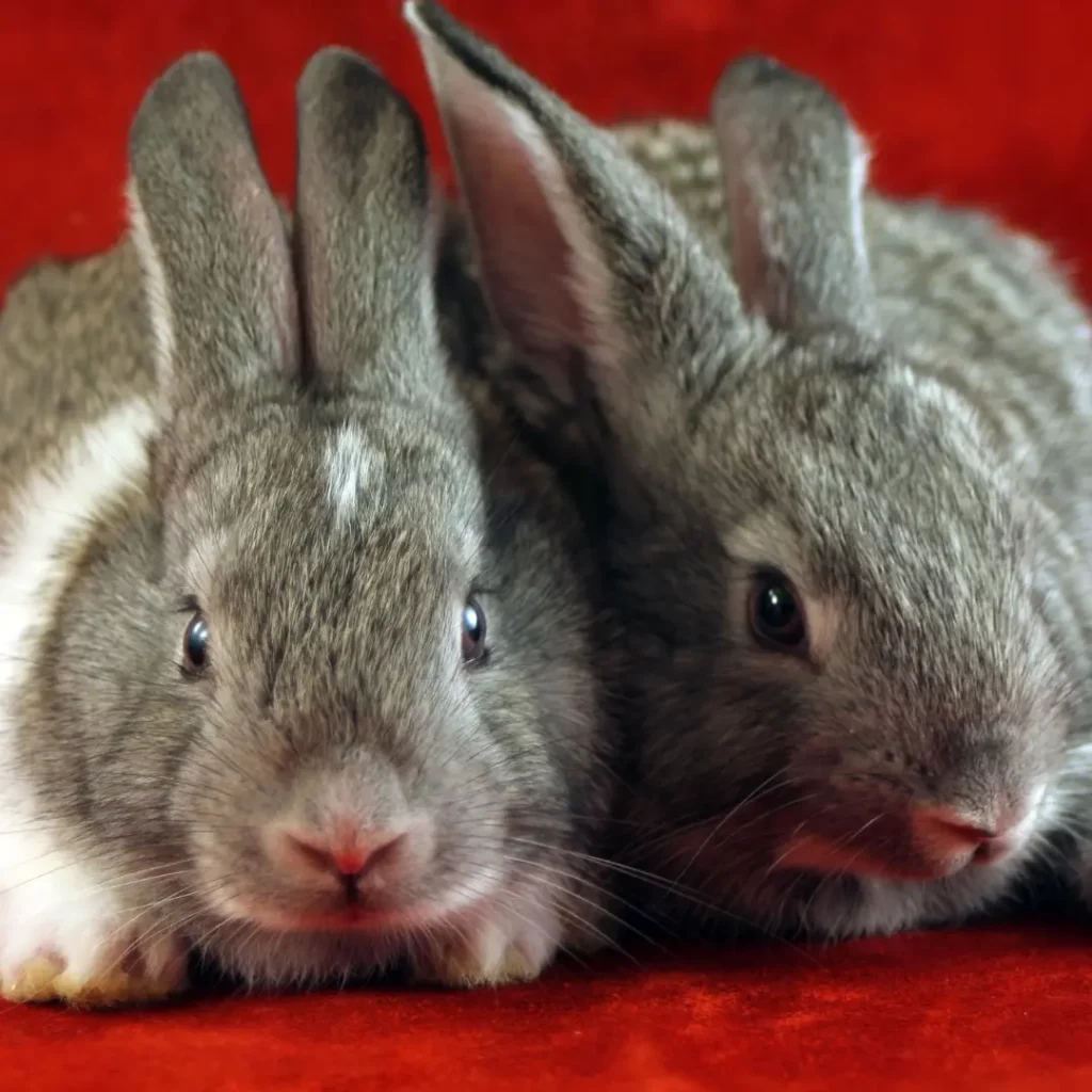 lapin agressif méchant